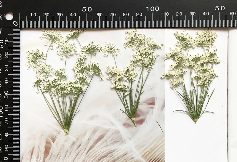 5-7cm/12pcs,Snow Tiny Flowers  - Craft Embellishments avis et prix