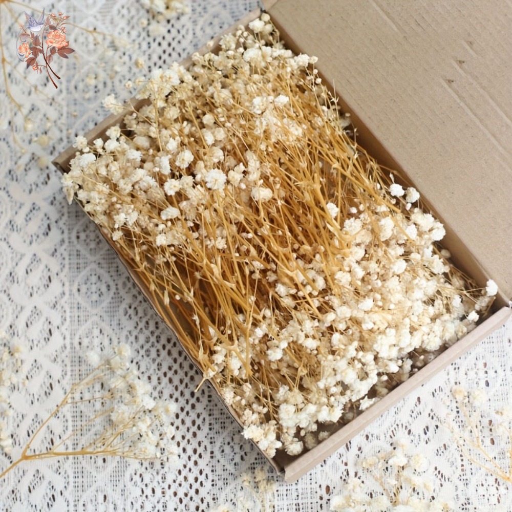 100pcs Mini Dried Baby's Breat - Embellishment Crafts avis et prix