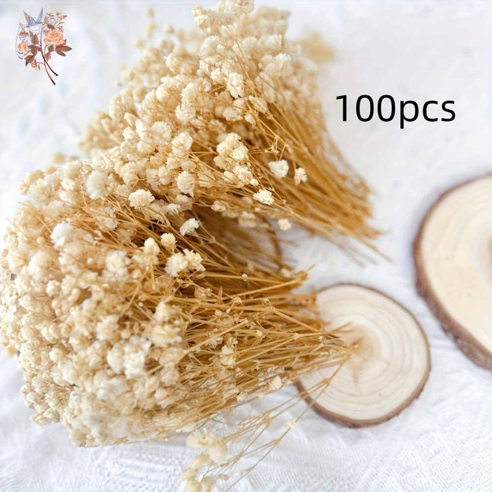100pcs Mini Dried Baby's Breat - Embellishment Crafts avis et prix